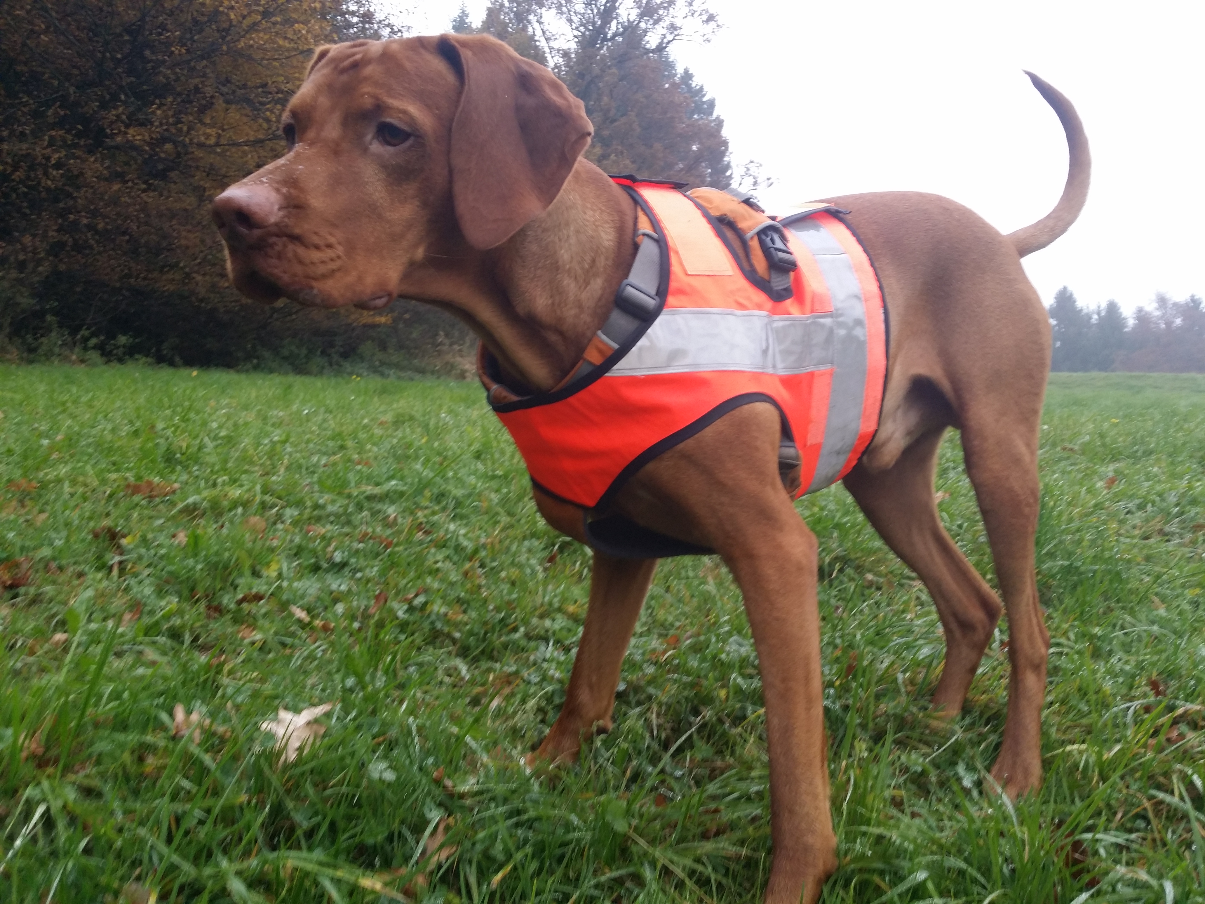 Sicherheit für Jagdhunde – die Warnweste für den Hund